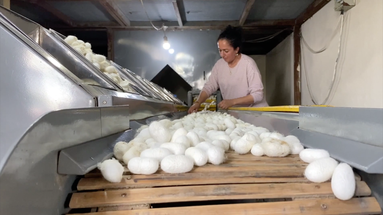 Yaş koza üretiminin yarıdan fazlası Diyarbakır'dan